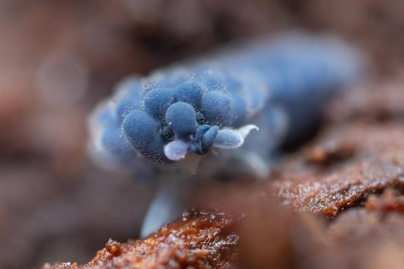 A photograph of a Tasmanian Dragon Springtail with its head towards the camera. The animal has blue skin and many blue, hairy lumps covering its body.