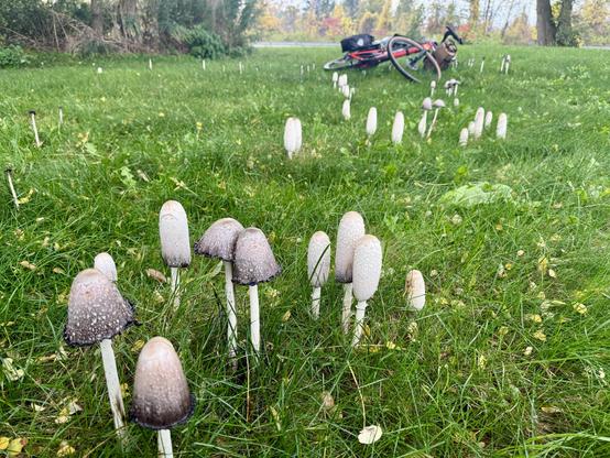 A very large patch of shaggy mane mushrooms in grassy area by trail, bike laying on side behind them for scale