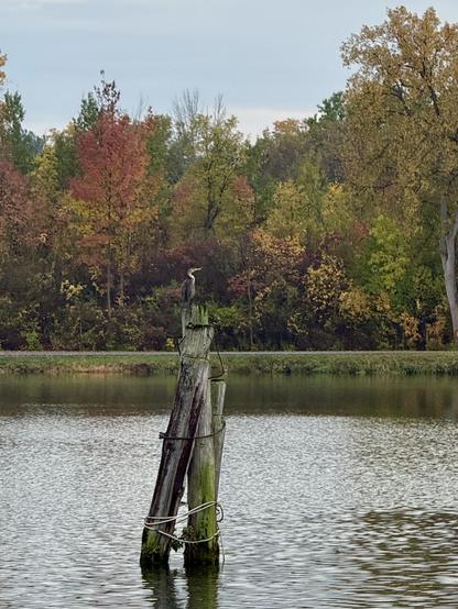 Regal Cormorant perched atop wooden posts sticking up out of the canal. In the background trees are starting to turn to fall colors