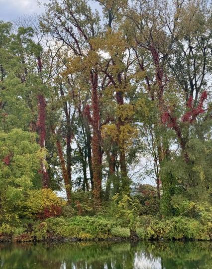 On other side of canal large trees rise up, some leaves turning color. But they also seem to have red trunks which on closer examination are leaves of thick vines changing colors