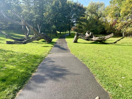 Path along Rochester waterways and up ahead two very large and bark-less tree bottoms (?) lay on left and right side of paved path. Like the path split an even larger tree in half and nobody picked it up