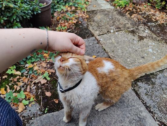 A white and orange cat being petted on the head by a white hand. The cat looks very pleased, with it's eyes closed and head pressed up toward the hand.