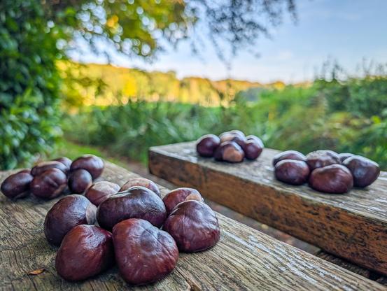 Several small groupings of glossy, deep reddish-brown horse chestnuts rested on a wooden park bench.

A cluster of shiny chestnuts lies in sharp focus. Other smaller piles sit just behind them. Their smooth, rich mahogany shells have characteristic pale beige hilum spots.

In the background an open, scenic countryside bathed in soft natural daylight with lush green bushes, golden foliage, and trees under a clear, pale blue sky.