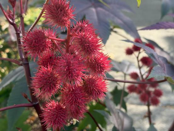 This image features a close-up of a cluster of bright red, spiky, spherical seed pods or flowers on a reddish stem. The background is softly blurred, showing large green and purplish leaves and a hint of a light-colored ground.