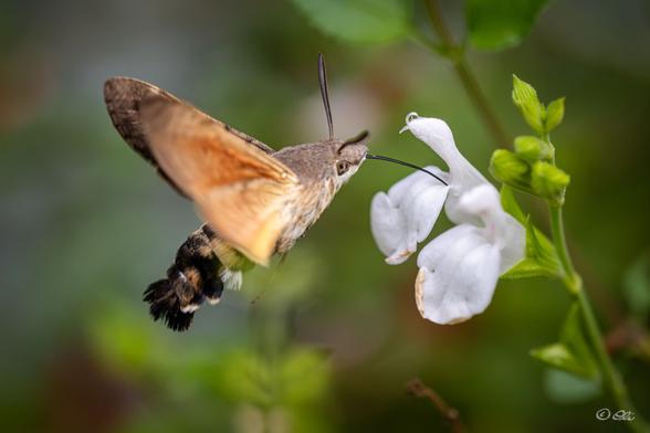 A hummingbird hawk-moth hovering at a white salvia flower and drinking nectar with its long tongue.