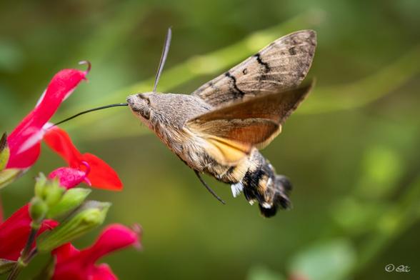 A hummingbird hawk-moth hovering at a red salvia flower and drinking nectar with its long tongue.
