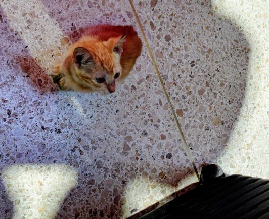 A very tiny ginger kitten is sitting patiently by my black suitcase. He's looking up like he's wondering where we're going.