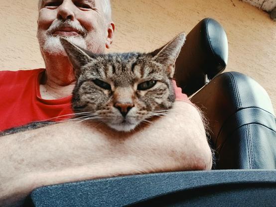 Pussy Galore, a gray tiger tabby, rests her head on my forearm as she enjoys some quality lap time.