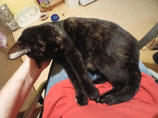 Harley Quinn, an almost black tortoiseshell with cinnamon and cream splotches, enjoys a lap session.