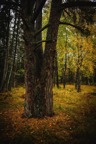 A vertical photograph of the lower part of a pine tree that has split in three trunks from a fused base. The pine has a typical rugged and cracked brown bar with deep grooves, and has a substantial lichen cover. The tree stands in a grassy clearing with a layer of brown pine needles on the ground right next to the tree. in the same clearing, a bit further back is a group of slender deciduous with green and yellow leaves, many of which have already fallen to the ground. Around the clearing is a forest with mostly relatively slender trees.