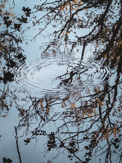 A reflection on a body of water, capturing bare tree branches against a pale sky. A dark intricate network of branches and twigs spans across the frame. Near the middle, concentric, elliptical ripples distort the reflected branches.