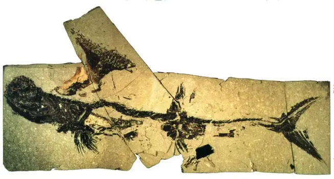 A pale yellow stone slab, containing the black fossilised remains of a shark with a strange, splay-topped dorsal fin