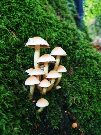 Champignons qui poussent sur un tronc couvert de mousse