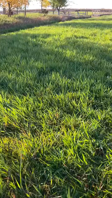 Smoll kittens in high grass playing around