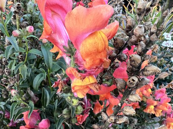 orange and red snapdragons.