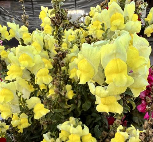 yellow snapdragons
