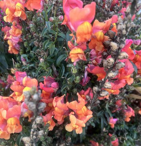 orange and red snapdragons