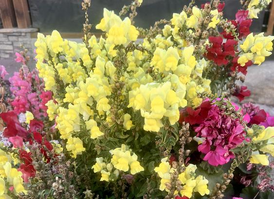 yellow snapdragons with a few pink snapdragons.