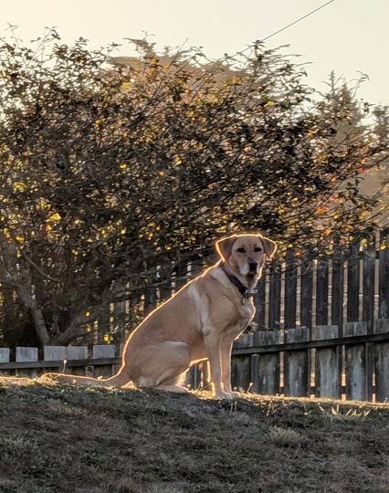 Golden lab is sitting on a grassy mound. The early morning sun is shining behind her and making her glow.