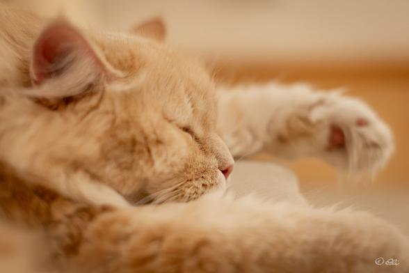 Close up of a sleeping, fluffy orange cat.