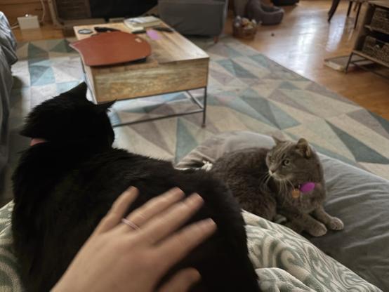 A black cat sits in Ashe’s lap looking at a gray cat who is laying next to her legs