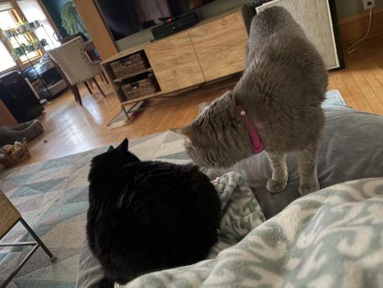 A video of a gray cat cautiously sniffing a black cat