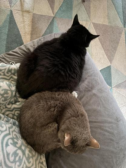 A black cat in loaf mode and a gray cat curled up next to her