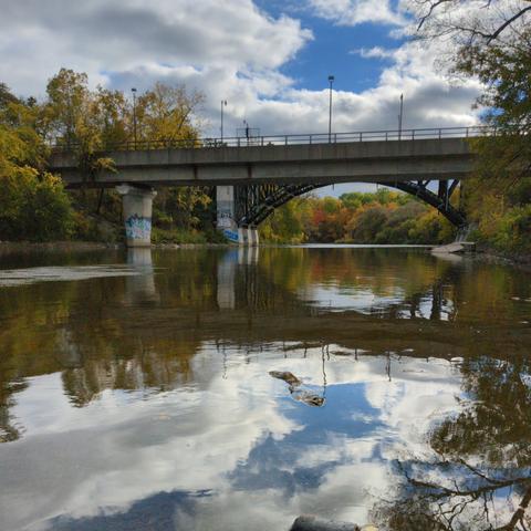 A salmon carcass lies empty-eyed and gaping in the shallows of the Humber River, which reflects the glorious blue sky and autumn foliage. The bridges at Bloor St. are in the background.