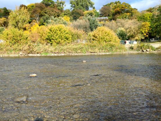 Three large, dark fish—salmon—struggle upstream in the shallow river.