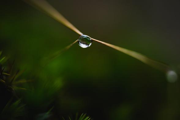A photograph of a single large raindrop that is hanging right at the junction of two blades of grass meeting. One of the blades end at the spot while the other continues on both sides. The defocusing of the grass as they leave the droplet makes them almost look like three widening beams of light. 

In the lower left corner is a patch of spiky haircap moss, that dissolves into the blurry green background of the rest of the frame.