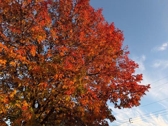 This image features a vibrant tree with bright orange and red autumn leaves, set against a clear blue sky with a few wispy clouds and power lines visible in the background.