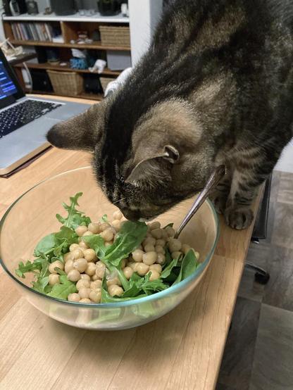 Tabby cat beginning to stick his little head into a glass bowl containing chickpeas and arugula. He's on a light wood table with an open laptop beside him.