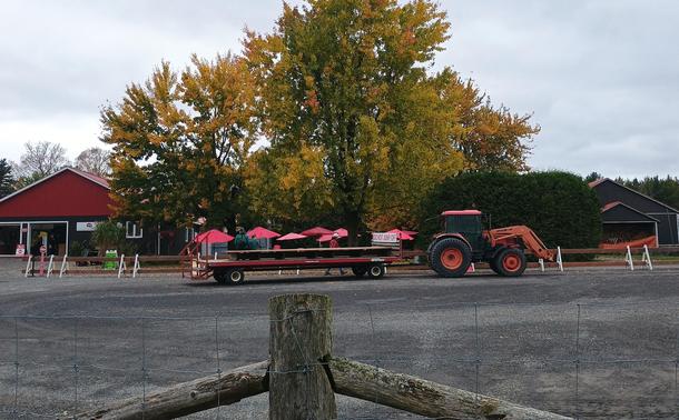 A farm wagon is shown against a big tree. It brings visitors out for a ride to the trees and corn maze