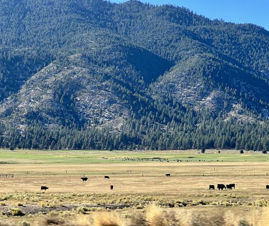 Yellow fields recede into foothills covered with pine trees. It is a sunny afternoon looking West.