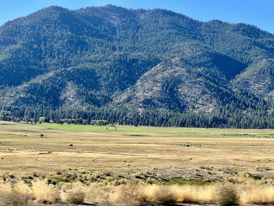 Yellow fields recede into foothills covered with pine trees. It is a sunny afternoon looking West.