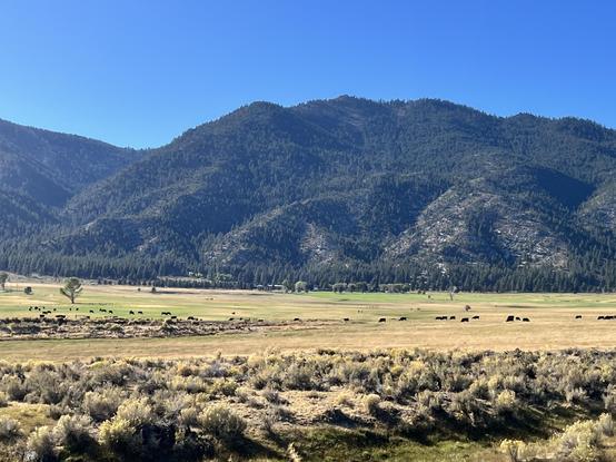 Yellow fields recede into foothills covered with pine trees. It is a sunny afternoon looking West.