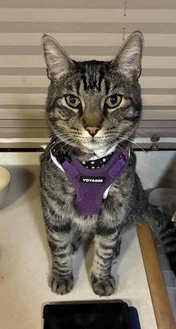 A grey tabby cat in a purple harness sits patiently waiting for us to attach his leash.
