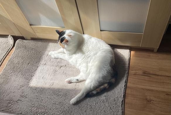 A white calico cat lying in a sunny space on a rug in front of my wardrobe. Too bad if I need my clothes.  She is not facing the camera and is very relaxed.