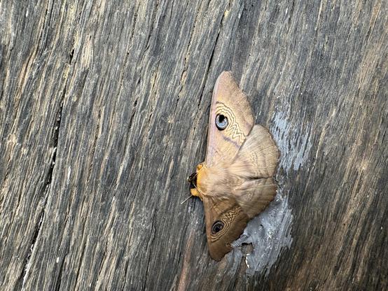 A large brown-grey moth.