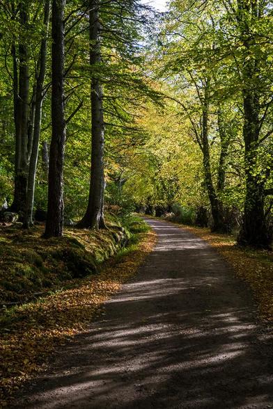 Tree lined road.