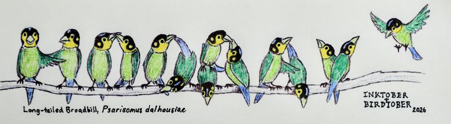 My ink drawing (with some colour pencil) of a row of long-tailed broadbill birds perched along a stem of a vine spelling the word "HOORAY". The birds are small and mostly green with blue tails and yellow heads with black caps.