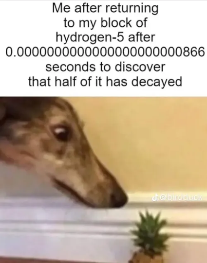 A meme featuring a photo of a long-snouted dog staring down in wide-eyed disbelief at a tiny pineapple sitting on the floor by a wall baseboard. 

Text above reads: "Me after returning to my block of hydrogen-5 after 0.000000000000000000000866 seconds to discover that half of it has decayed".