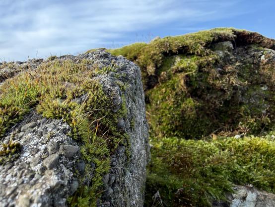 Green moss growing on some broken concrete chunks