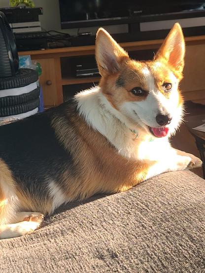 Millie, the 1.75 year old Corgi, laying on the couch in a sunbeam.