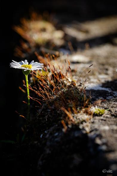 A small daisy growing out of a stone wall.