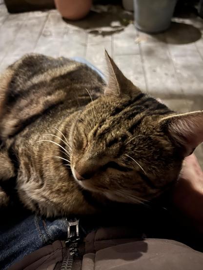 Elton the cat lazing on my knee