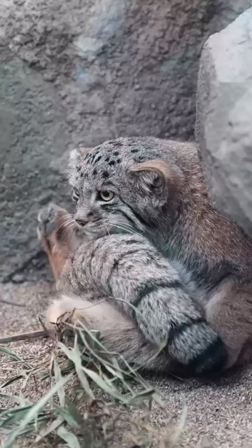 Manul cat