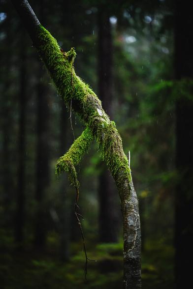 A vertical photograph of a thin tree trunk with smooth dark bark that is slightly flaky in places and has small horizontal spots and ridges. The trunk is bent and grows along the lower right to upper left diagonal and is heavily covered in moss in the middle part., where there also is a short stump from a broken branch pointing downwards.

In the dark and blurry background several large, straight pine trees stand in the surrounding forest.

Short vertical light streaks caused by the falling rain fill the image