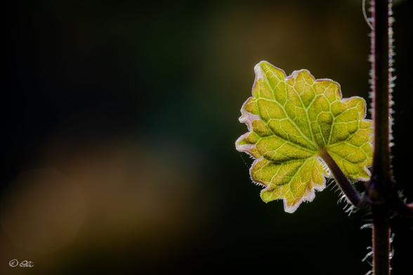 Backlit small green leaf on a hairy stem, against a dark blurred background.