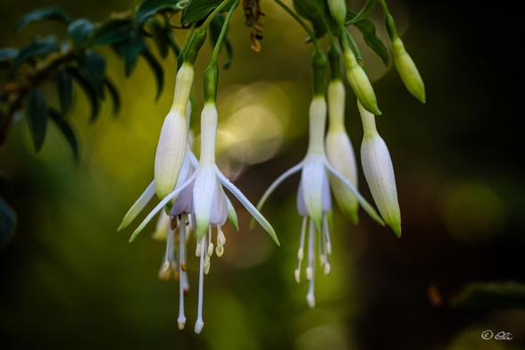 Backlit white fuchsia Flowers against a yellow/green soft bokeh background.